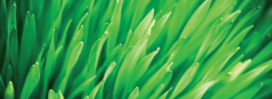 Close-up of Healthy Grass